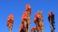 Blooming Wild Aloe vera With Clean Blue Sky Royalty Free Stock Photo