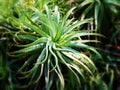 Wild Aloe Vera Royalty Free Stock Photo