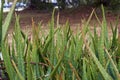 Wild aloe vera growing in florida Royalty Free Stock Photo