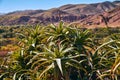 Detail of a wild Aloe Vera plant in Morocco Royalty Free Stock Photo