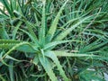 Wild aloe vera plant Royalty Free Stock Photo