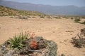 Wild aloe Vera tree on the deserts of Oman Royalty Free Stock Photo