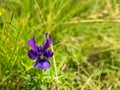 Wild alpine blue flower Viola alpina or Alpine Pansy with green blurred background. Purple flower in the Carpathian mountains, in Royalty Free Stock Photo
