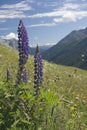 Wild Alpine Flowers