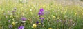 wild alpine flowers blooming in a meadow Royalty Free Stock Photo