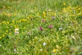 wild alpine flowers blooming in a meadow in alpine mountain Royalty Free Stock Photo