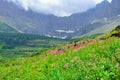 Wild alpine flowers on the Glacier National Park landscape Royalty Free Stock Photo