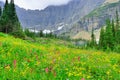 Wild alpine flowers on the Glacier National Park landscape Royalty Free Stock Photo