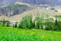 Wild alpine flowers on the Glacier National Park landscape Royalty Free Stock Photo
