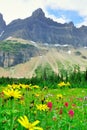 Wild alpine flowers on the Glacier National Park landscape Royalty Free Stock Photo