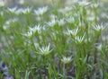 Wild alpine flowers. White saxifrage blooming close up,