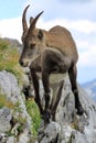 Wild alpine ibex - steinbock portrait Royalty Free Stock Photo