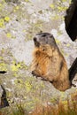 Wild alpine marmot standing on rock in the sunlight. Royalty Free Stock Photo