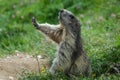 Wild Alpine marmots, Saas-Fee, Switzerland, Europe