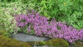 Wild alpine thymian blossom Thymus praecox in tirol Austria