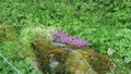 Wild alpine thymian blossom Thymus praecox in tirol Austria