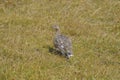 Wild Alps, fine art portrait of the rock ptarmigan female, Lagopus muta, grass background Royalty Free Stock Photo