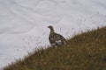 Wild Alps, fine art portrait of the rock ptarmigan female, Lagopus muta, snowy background Royalty Free Stock Photo