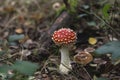 Wild amanita muscaria Royalty Free Stock Photo