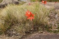 Wild amaryllis flower in mountains