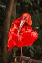 Wild Amazon Rainforest bird Scarlet Ibis, Eudocimus ruber, wild tropical bird of Brazil isolated in the forest in Parque das Aves Royalty Free Stock Photo