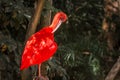 Wild Amazon Rainforest bird Scarlet Ibis, Eudocimus ruber, wild tropical bird of Brazil isolated in the forest in Parque das Aves Royalty Free Stock Photo