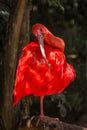 Wild Amazon Rainforest bird Scarlet Ibis, Eudocimus ruber, wild tropical bird of Brazil isolated in the forest in Parque das Aves Royalty Free Stock Photo