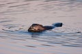 Wild American Beaver Eating Bark In Twilight Royalty Free Stock Photo
