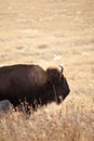 Wild american bison