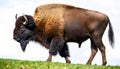 Wild American bison or buffalo - bison bison - are North America largest terrestrial animals standing on grassland prairie Royalty Free Stock Photo