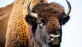 Wild American bison or buffalo - bison bison - are North America largest terrestrial animals standing looking at camera face and Royalty Free Stock Photo