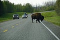 Wild american bison crossing road in Yukon