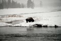 American Bison Yellowstone National Park Royalty Free Stock Photo