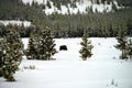 American Bison Yellowstone National Park Royalty Free Stock Photo