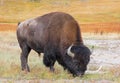 Wild American Buffalo in Yellowstone National Park Royalty Free Stock Photo