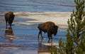 Wild American Buffalo in Yellowstone National Park Royalty Free Stock Photo