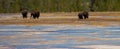Wild American Buffalo in Yellowstone National Park Royalty Free Stock Photo