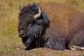 Wild American Buffalo in Yellowstone National Park Royalty Free Stock Photo