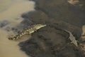 Wild American Crocodile Crocodylus acutus in a river sand bank. Dangerous reptile in muddy waters of Tarcoles, Carara National