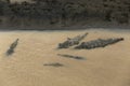 Wild American Crocodile Crocodylus acutus in a river sand bank. Dangerous reptile in muddy waters of Tarcoles, Carara National