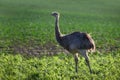 Wild american greater rhea or nandu Rhea americana on a field