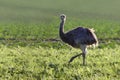 Wild american greater rhea or nandu Rhea americana is walking