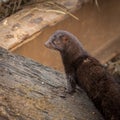 Wild american mink hunting for food Royalty Free Stock Photo