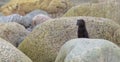 Wild American Mink Mustela vison Royalty Free Stock Photo