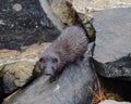 Wild American mink (mustela vison) Royalty Free Stock Photo