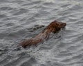 Wild American mink (mustela vison) Royalty Free Stock Photo