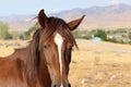 Wild American Mustang horse headshot closeup Royalty Free Stock Photo