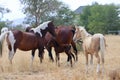 Wild American mustang horses herd with foal Royalty Free Stock Photo