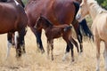 Wild American mustang horses herd with foal Royalty Free Stock Photo