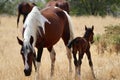 Wild American mustang horses herd with foal Royalty Free Stock Photo